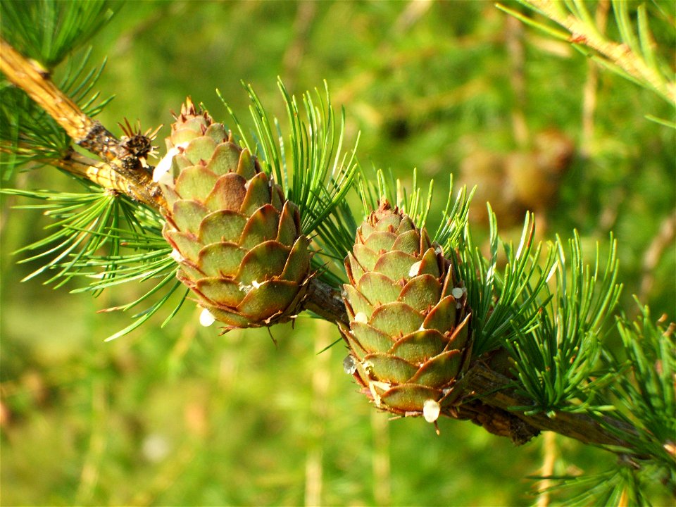 Pigne di Larix decidua