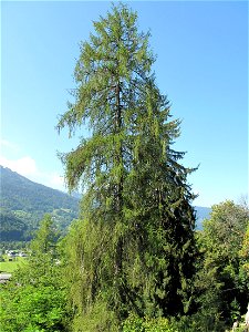 European larch in the botanical garden of la Jaÿsinia in Samoëns (Haute-Savoie, France). Identified by its botanic label.
