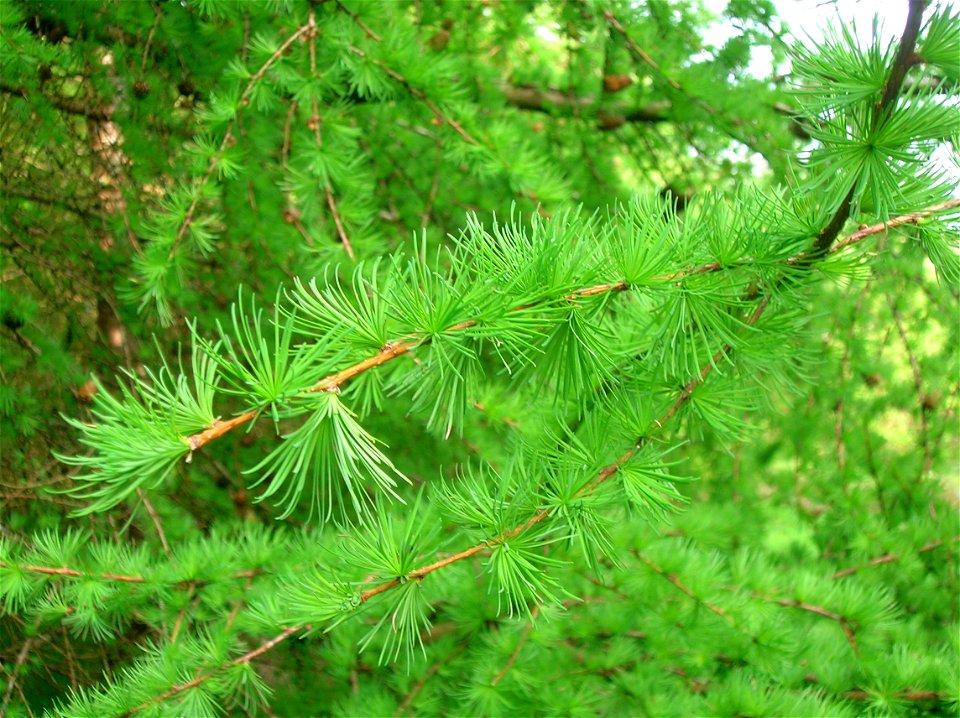 The European Larch in Scotland. Early spring.