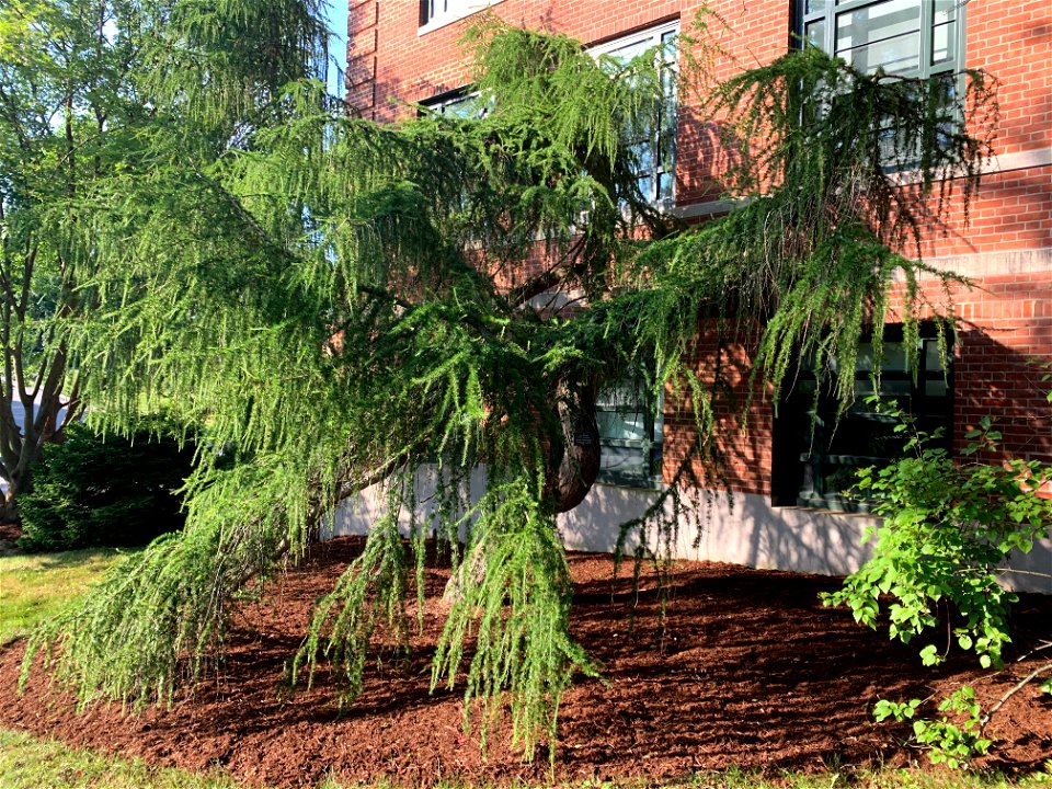 Photo of a mature Larix decidua (Varied Directions European Larch) dwarf conifer cultivated by horticulturist Sidney Waxman and planted outside the W. B. Young Building on the University of Connecticu