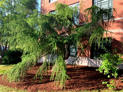 Photo of a mature Larix decidua (Varied Directions European Larch) dwarf conifer cultivated by horticulturist Sidney Waxman and planted outside the W. B. Young Building on the University of Connecticu