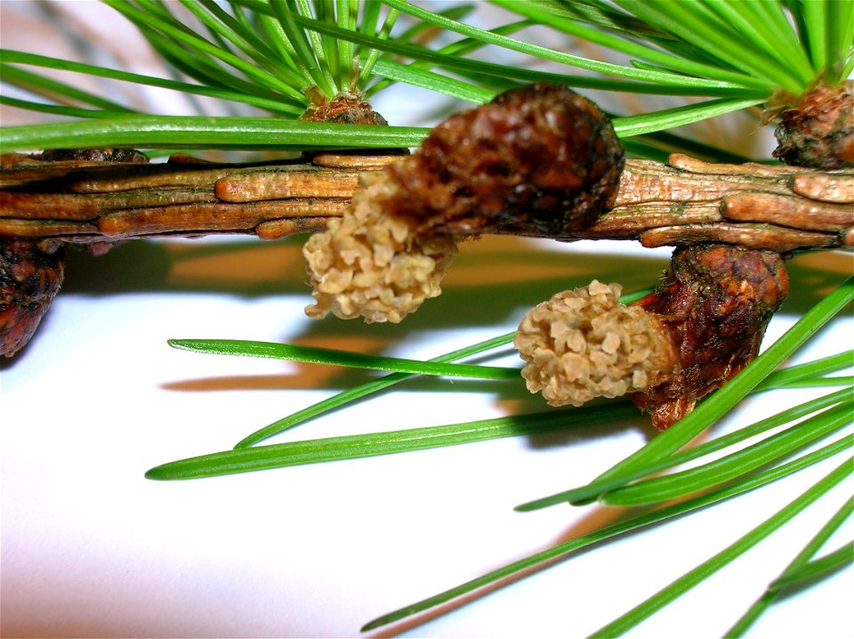 European Larch Larix decidua male cones