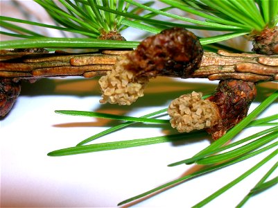 European Larch Larix decidua male cones