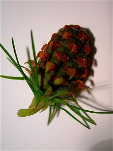 Larix decidua developing female cone photo