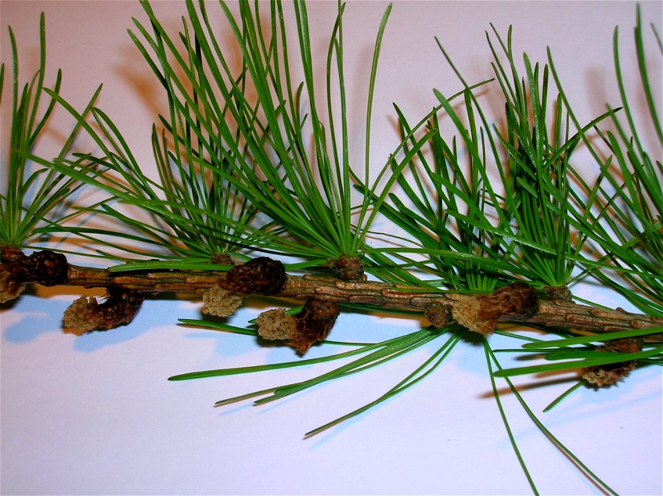 European Larch Larix decidua needles and male cones. Eglinton Country Park. Scotland.