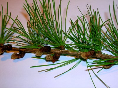 European Larch Larix decidua needles and male cones. Eglinton Country Park. Scotland. photo