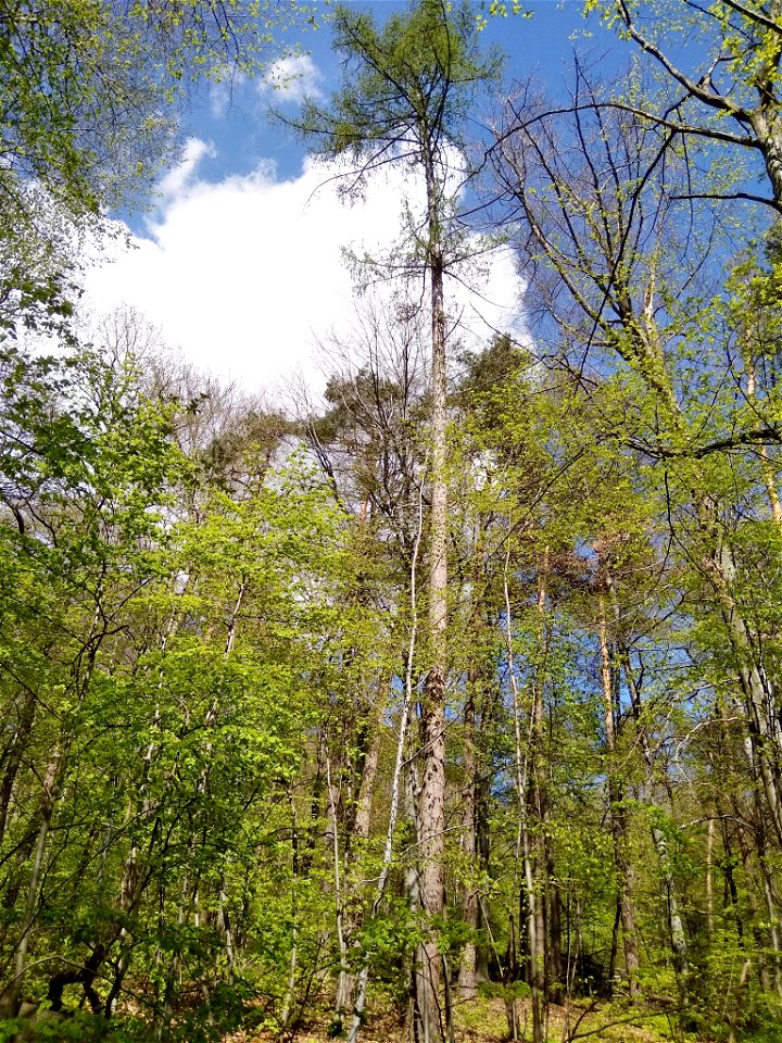 Larix decidua subsp. polonica, Gajówka 17A, 30-001 Kraków, Poland