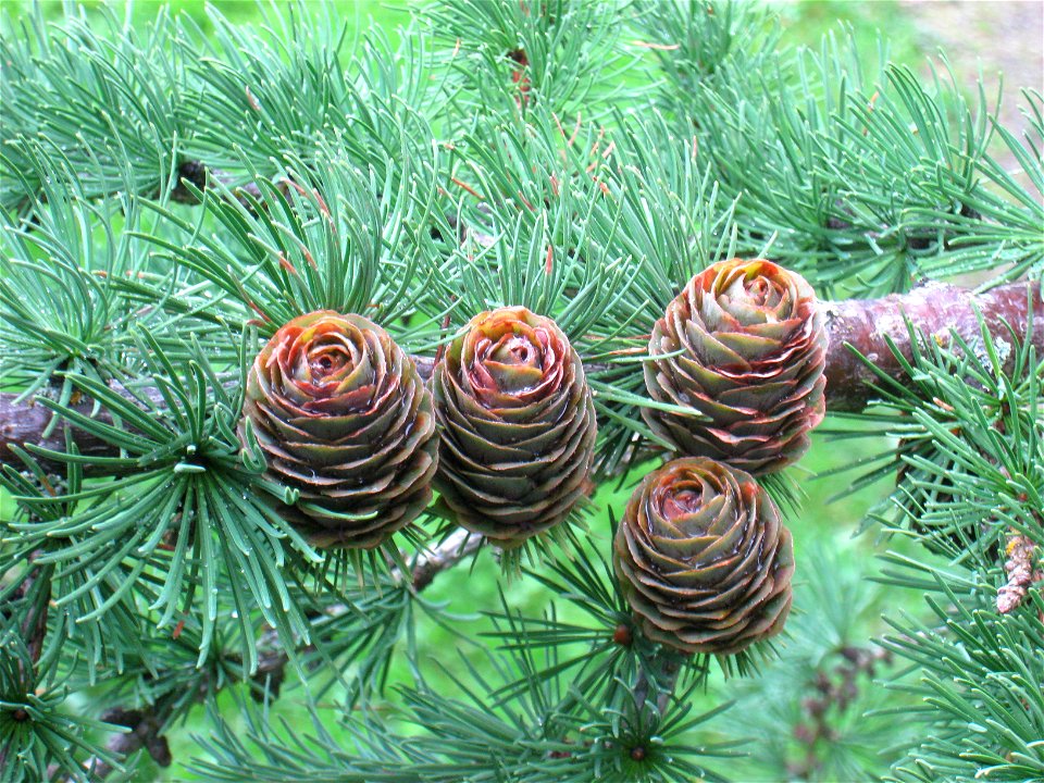 Larix × marschlinsii (hybrid L. decidua × L. kaempferi) in the Ringve Museum arboretum, Trondheim, Norway.
