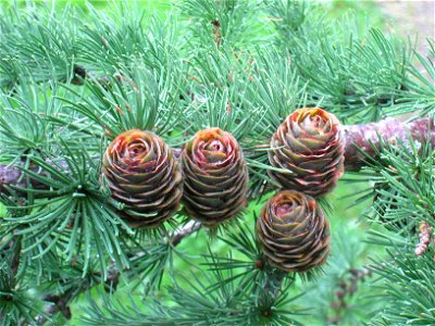 Larix × marschlinsii (hybrid L. decidua × L. kaempferi) in the Ringve Museum arboretum, Trondheim, Norway.
