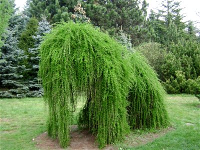 Poland. Warsaw. Powsin. Botanical Garden
