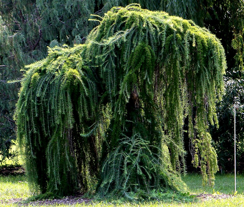 Self made image of Larix decidua var. pendula taken summer of 2008 at the landscape arbortium of Minnesota