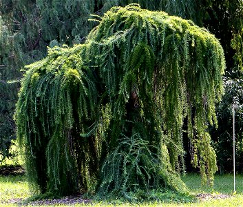 Self made image of Larix decidua var. pendula taken summer of 2008 at the landscape arbortium of Minnesota