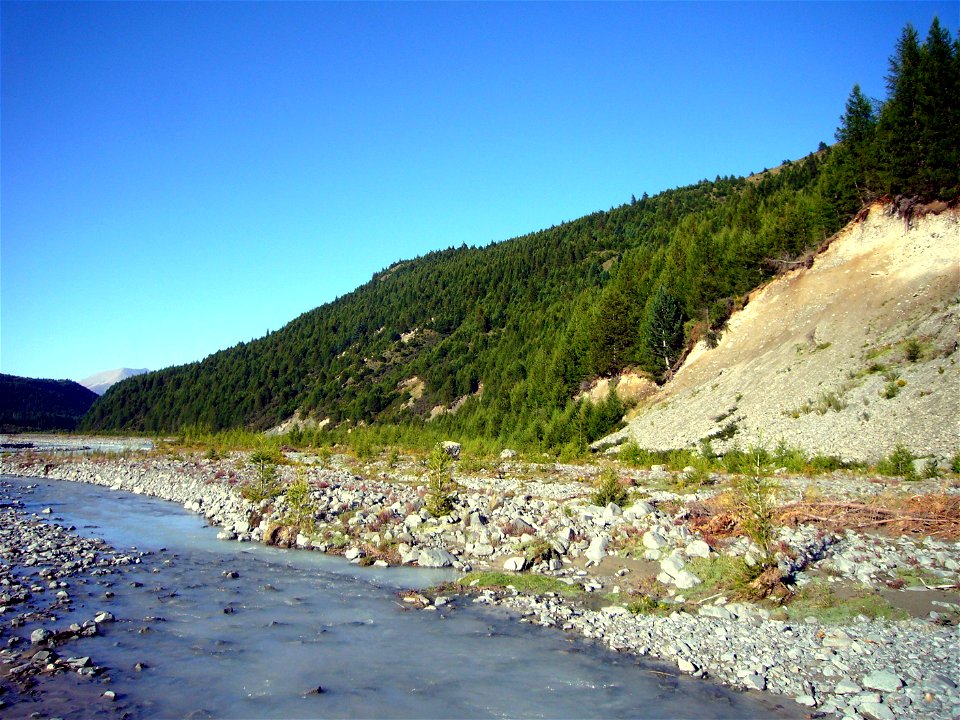 Wilding conifers (predominantly European Larch Larix decidua) in the Jollie River valley in Canterbury, New Zealand. Note that the river has a colouration due to the presence of glacial rock flour. Th