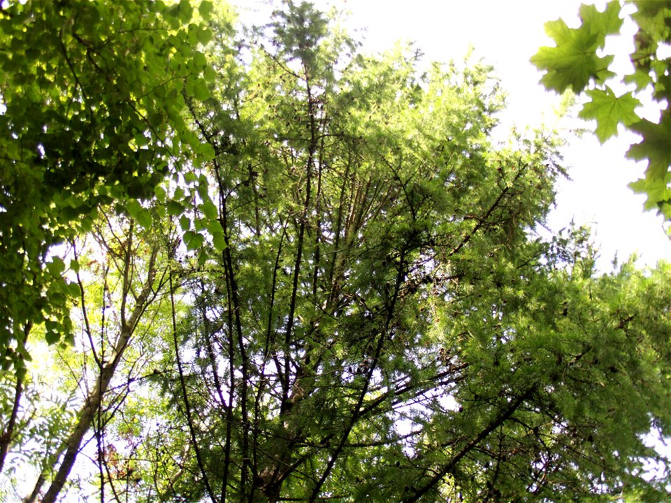 Larix decidua tree