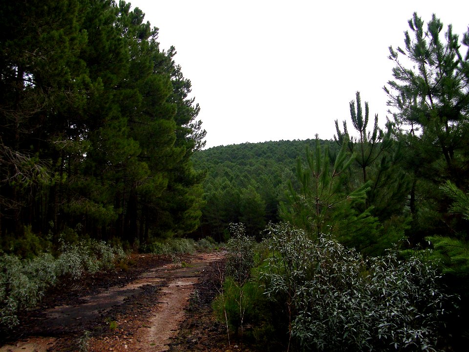 Pinus pinaster reforestation in the 60, Sierra Madrona, Spain