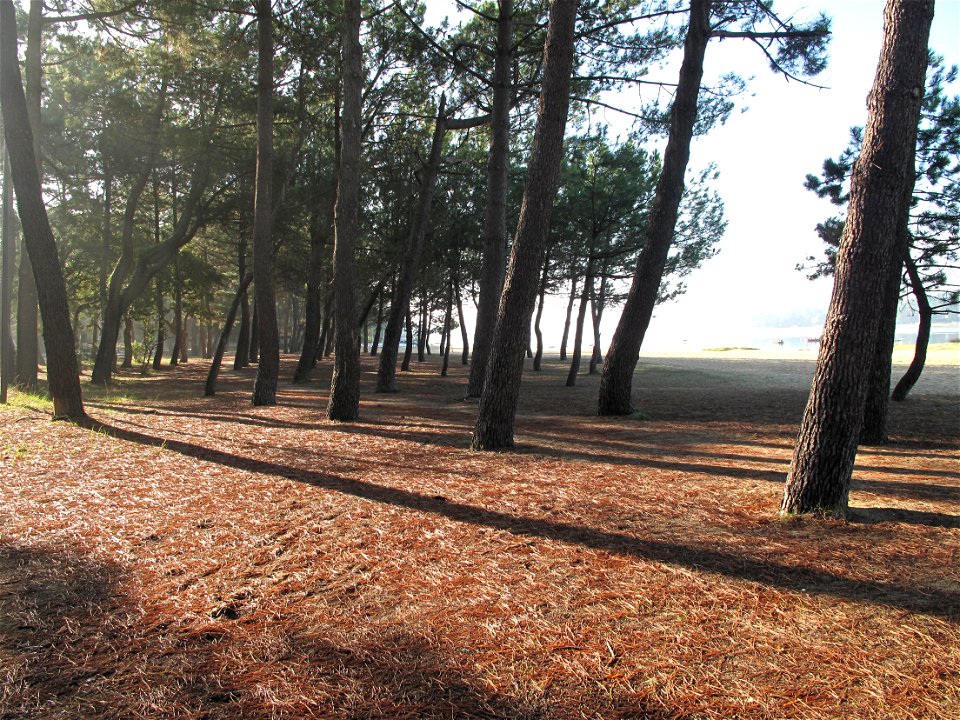 The pines of the beach of la Paloumère of the Hossegor lake, Landes, France.