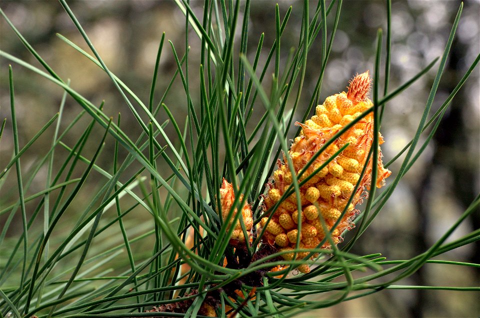 Male cone of Pinus pinaster