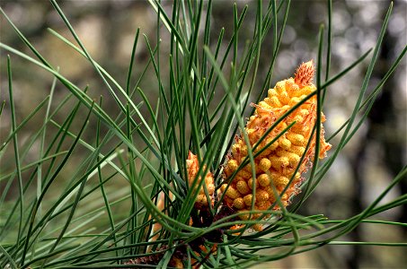 Male cone of Pinus pinaster photo