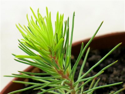 Sprouted pinus pinaster hoping to make a bonsai.
