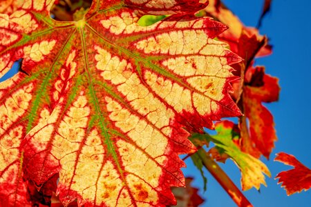 Color structure autumn motive