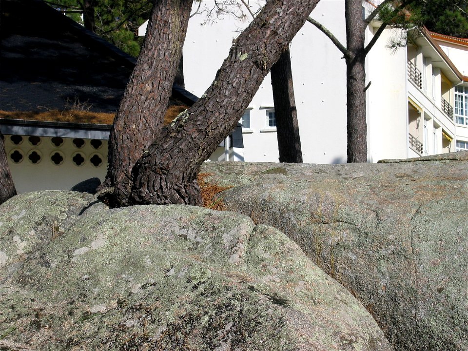 Piñeiro medrando na fenda dunha pedra (O Grove)