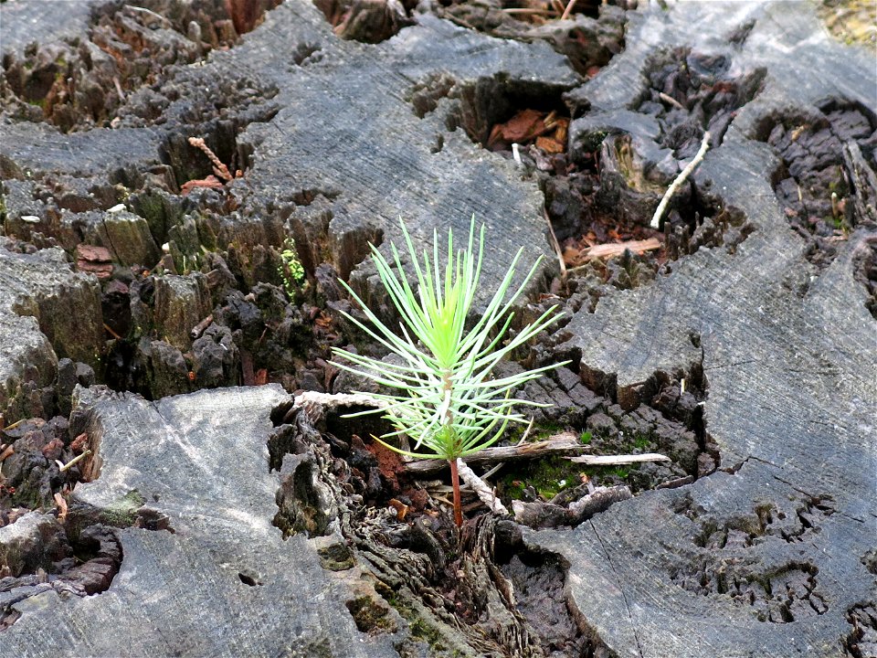 Spontaneous seedling of pine on a stump of cypress dead 50 years ago in Capbreton (Landes, France).