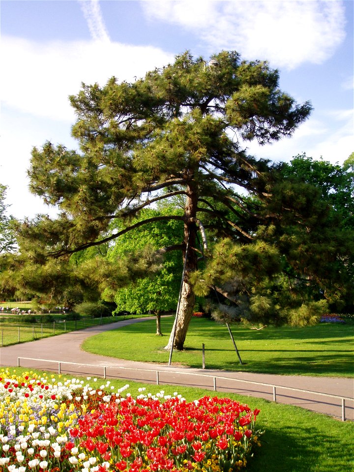 Wilhelma, Eingangsbereich. Reiher auf einem Baum