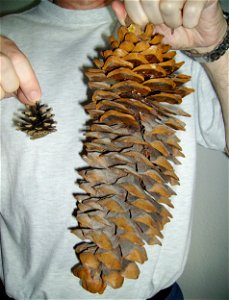 Ein grosser (Pinus lambertiana) und ein kleiner (Pinus sylvestris) Zapfen