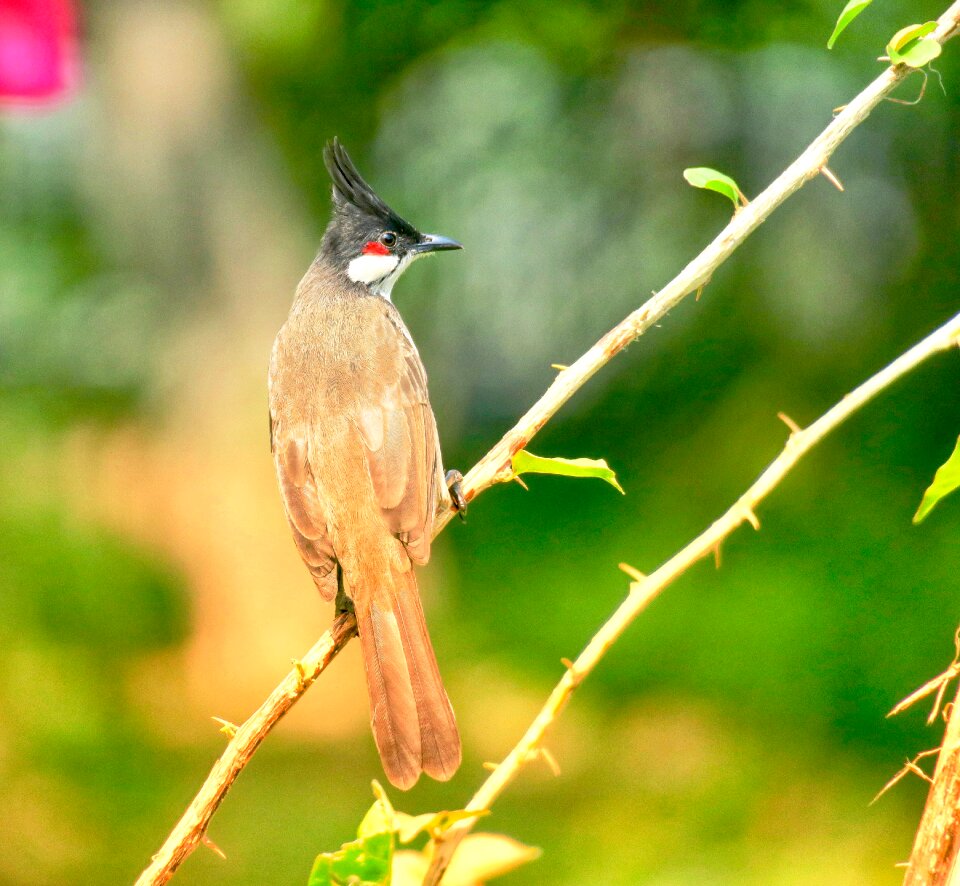 Park tropical wildlife