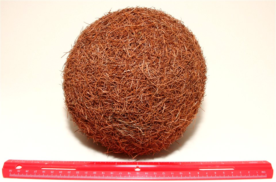 17 cm (7 inch) larch needle ball collected in Seeley Lake, Montana, USA