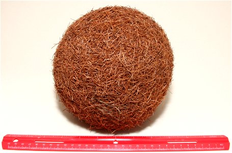 17 cm (7 inch) larch needle ball collected in Seeley Lake, Montana, USA