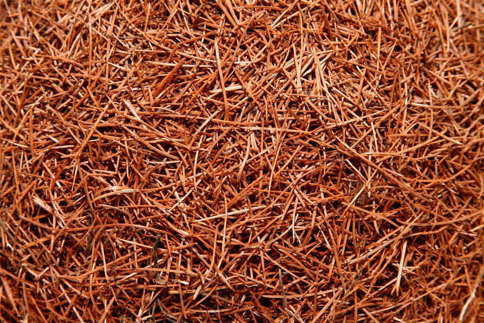 Close up of a larch ball