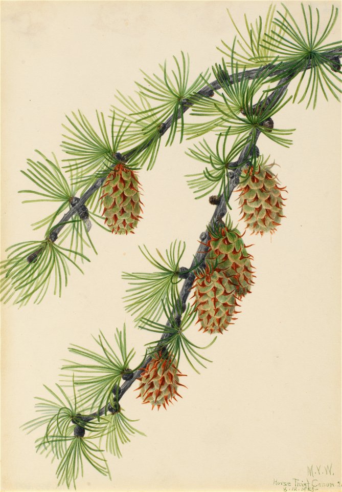 Western Larch (Larix occidentalis)