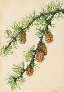 Western Larch (Larix occidentalis) photo