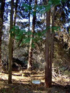 Chamaecyparis lawsoniana, Arborétum Felaťa in Rykynčice, Slovakia
