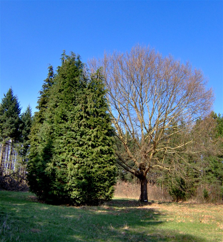 Arborétum Felaťa in Rykynčice, Slovakia