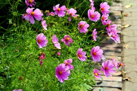 September plants nature