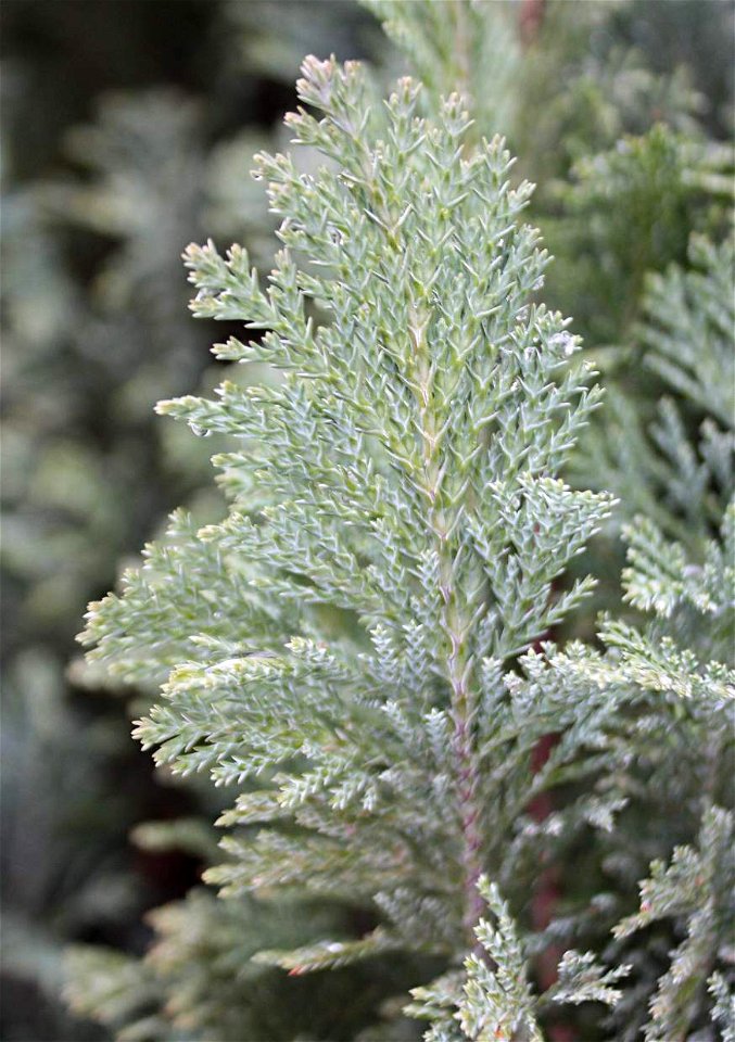Chamaecyparis lawsoniana 'Ellwoodii'