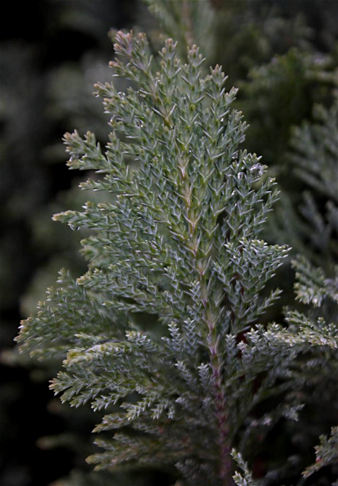 Chamaecyparis lawsoniana 'Ellwoodii'