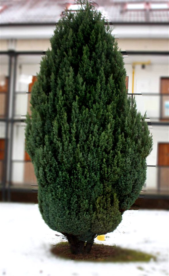 Chamaecyparis lawsoniana 'Ellwoodii'