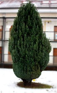 Chamaecyparis lawsoniana 'Ellwoodii' photo