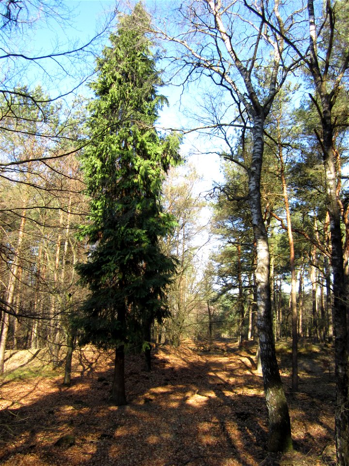 Coniferen in het bos