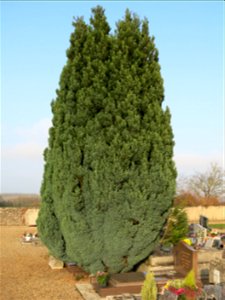 Cupressus of the cemetery of Lacrost (Saône-et-Loire, France).