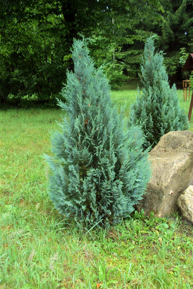 Cypřišel Lawsonův - kultivar v arboretu, u pomníčku parašutistů v Nových Zákupech