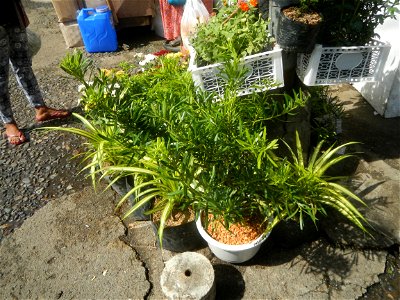 A las cuatro Podocarpus macrophyllus