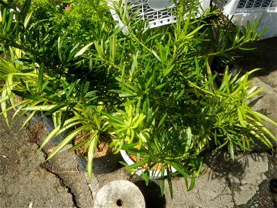 A las cuatro Podocarpus macrophyllus