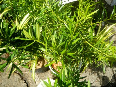 A las cuatro Podocarpus macrophyllus