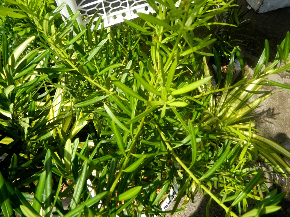 A las cuatro Podocarpus macrophyllus