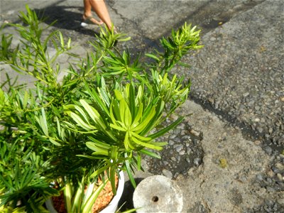 A las cuatro Podocarpus macrophyllus