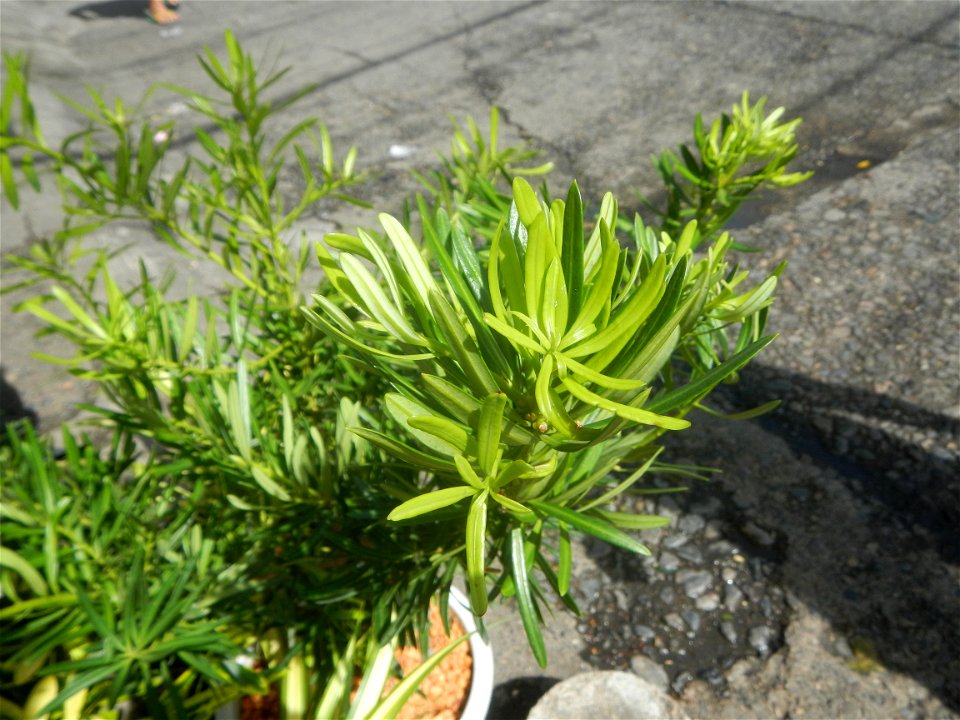 A las cuatro Podocarpus macrophyllus
